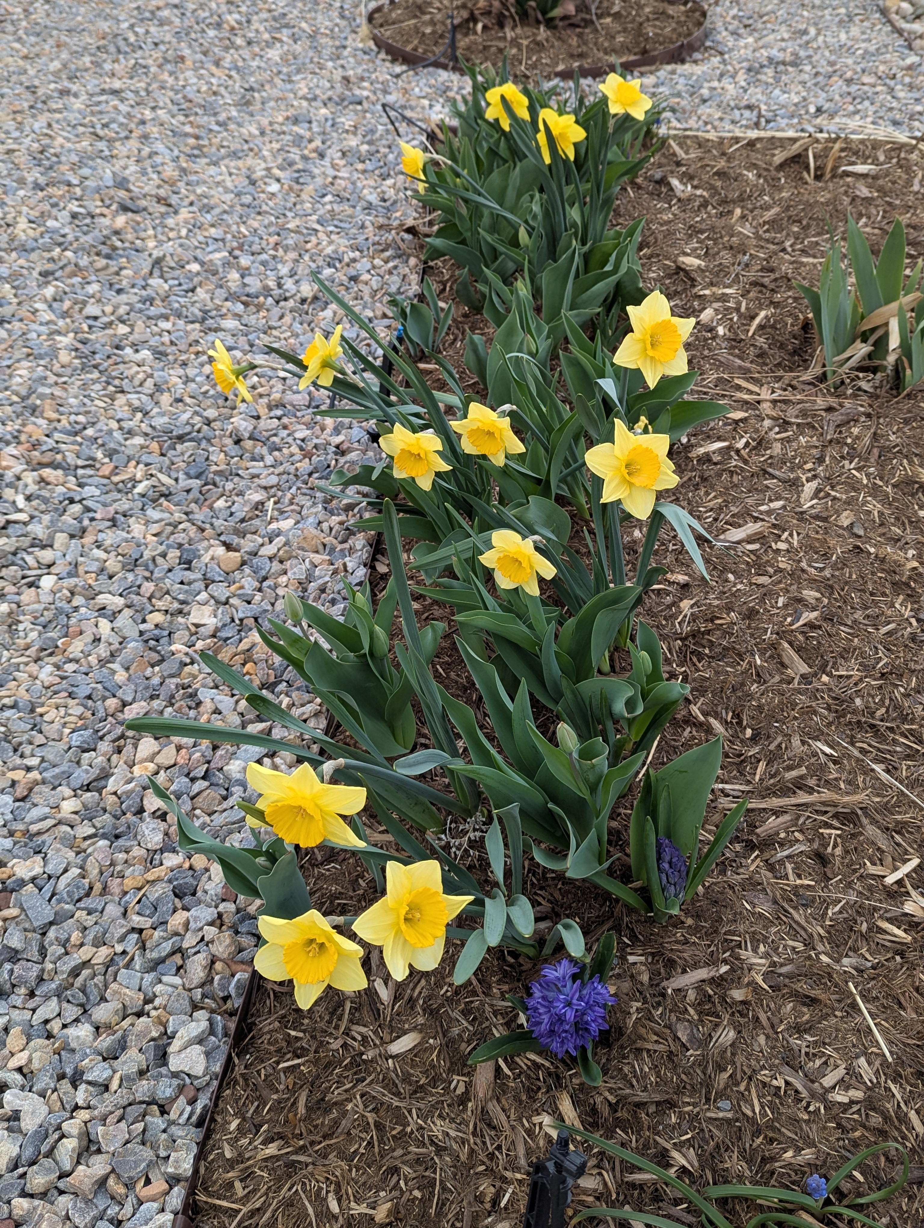 Garden, Flowers, Morrison, Colorado